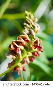 Macro Closeup Of Brown Purple Flower Branches Of Apios Americana Indian Potato Bean, Hopniss, Hodoimo, Cinnamon Vine, American Groundnut Against Green Leaves Background