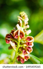 Macro Closeup Of Brown Purple Flower Branches Of Apios Americana Indian Potato Bean, Hopniss, Hodoimo, Cinnamon Vine, American Groundnut Against Green Leaves Background