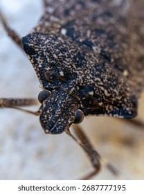 Macro Closeup of Brown Shield Bug Insect