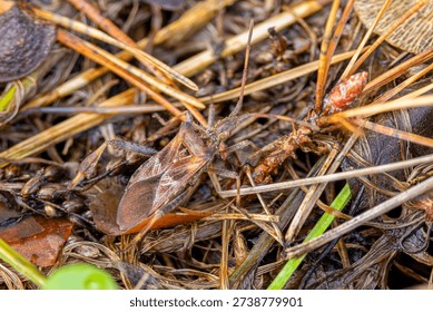 Macro Close-Up of Brown True Bug on Wet Forest Litter and Pine Needles