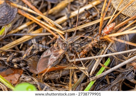 Macro Close-Up of Brown True Bug on Wet Forest Litter and Pine Needles
