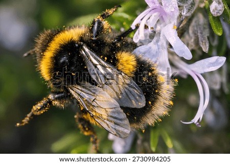 Macro Close-Up of Bumblebee Covered in Pollen Pollinating Purple Flower