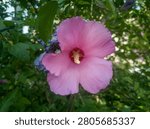 Macro close-up of a bumblebee pollinating a pink hibiscus syriacus flower with a red center.