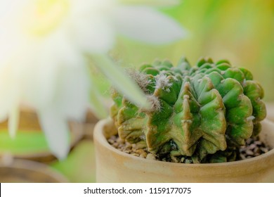 A macro closeup of cactus Echinopsis blooming on sunshine day with white flower blurred foreground in the garden. Selective focus. Old dying withered cactus hold bouquet.