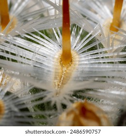 Macro Close-Up Of Cactus Spines 