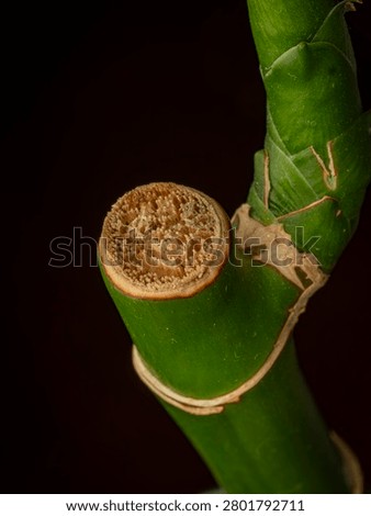 Macro closeup of the cellular cross section cut of a green lucky bamboo stalk showing the fibrous vascular tissue against a dark background
