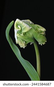 a macro closeup of colorful white and green parrot tulip., tulip flower isolated on black. High quality photo