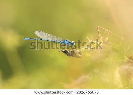 Macro close-up of a common blue damselfly, common bluet, or northern blue Enallagma cyathigerum, resting on a leaf in green grass with his wings along his body. Abstract composition 