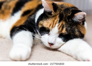 Macro closeup of cute sad depressed sleepy calico cat with open eyes lying down on carpet floor ground level view with acne on nose adult senior animal - Powered by Shutterstock