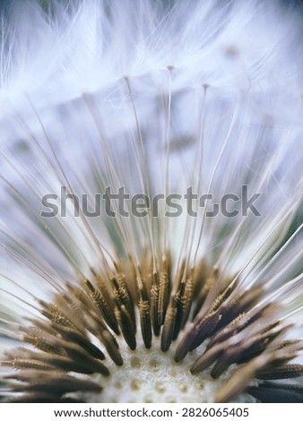 macro close-up of a dandelion clock