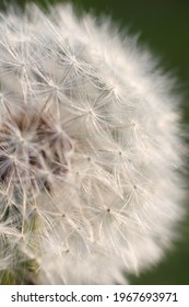 Macro Close-up Of A Dandelion Seed Head, Known As A Dandelion Clock. Short Depth Of Field And Selective Focus. Partial Portrait Of Half Of The Sphere.