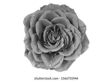 macro closeup of a dark black sad somber rose romantic vintage with curly petals flower isolated on white top flat view  - Shutterstock ID 1566755944