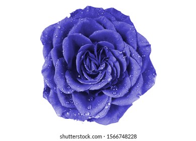 macro closeup of a dark blue rose romantic vintage with curly petals flower isolated on white top flat view 