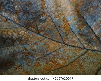 A macro close-up of a dead leaf surface rich in texture and color variation. The complex lines of the leaf veins form a natural pattern, ideal for art projects, organic designs, or representations of 