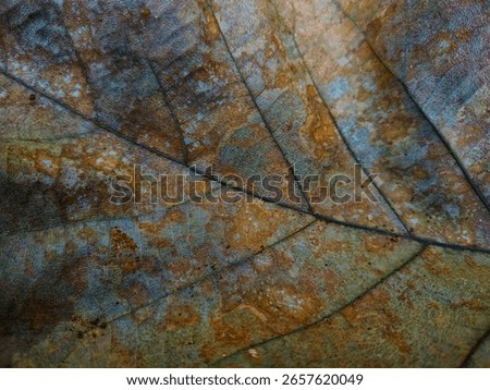 A macro close-up of a dead leaf surface rich in texture and color variation. The complex lines of the leaf veins form a natural pattern, ideal for art projects, organic designs, or representations of 