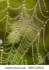 Macro close-up of a delicate spider web heavily covered in sparkling morning dew drops against a softly blurred green nature background.