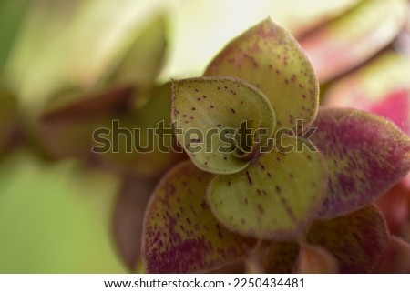 Macro closeup detail of creeping inch plant (Callisia repens) a species of Roselings. Also known as turtle vine, natural green purple background space for text