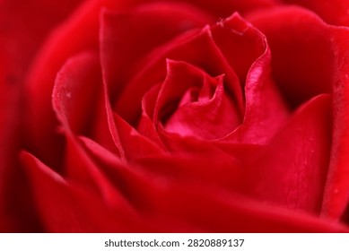 Macro Close-up of Dramatic Red Rose in Full Bloom