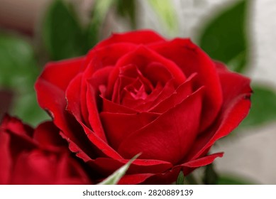Macro Close-up of Dramatic Red Rose in Full Bloom