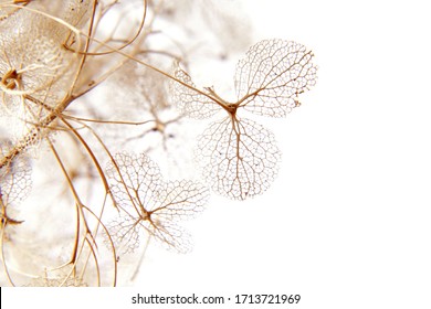 macro closeup of dried dry delicate skeleton leaves petals of hydrangea flowers blooms isolated on white background - Shutterstock ID 1713721969