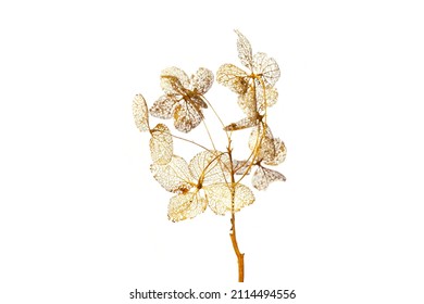 macro closeup of dried dry delicate skeleton leaves petals of hydrangea flowers blooms isolated on white background - Powered by Shutterstock