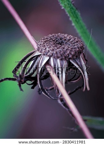Macro close-up of a dried post-bloom flower head from the Asteraceae family, featuring a textured central receptacle surrounded by drooping, faded bracts.
