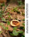 macro close-up of empty walnut shell resting on soil with young spring plants emerging around it