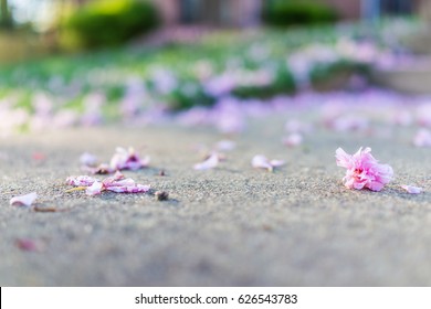 Macro closeup of fallen cherry blossom flowers on asphalt ground with bokeh