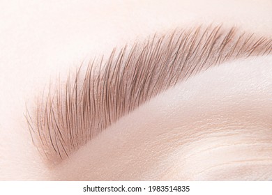 Macro, Closeup Female Brow. Long Term Eyebrow Lamination, Tint, Shaping, Makeup.