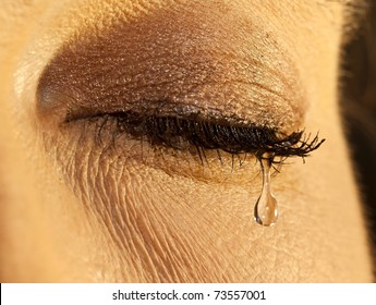 Macro Closeup Of A Female Eye With Teardrop In Soft Light