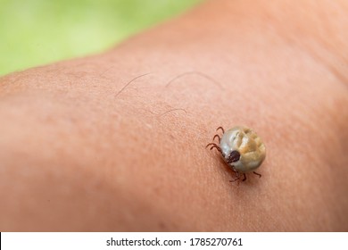Macro close-up of female tick  on human skin background
