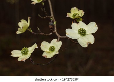 Macro closeup A flowering Dogwood flower white and tiny green buds in the Spring in Georgia