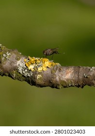 Macro close-up of a fly resting on a lichen-covered tree branch with green blurred background