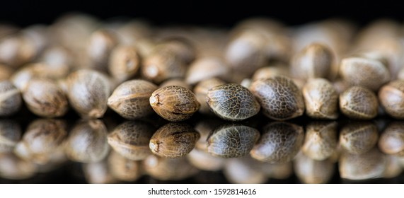 Macro Close-up Focus of Cannabis Marijuana Seeds on a reflective black background