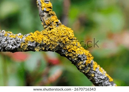 Macro closeup of a fruit tree branch covered with yellow lichen on bark
