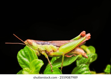 Macro close-up of a garden grasshopper, emphasizing its textured body, intricate features, and natural green-brown camouflage in an outdoor environment - Powered by Shutterstock