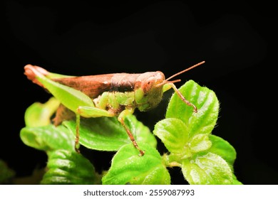 Macro close-up of a garden grasshopper, emphasizing its textured body, intricate features, and natural green-brown camouflage in an outdoor environment - Powered by Shutterstock