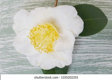 Camellia Tea Plant Stock Photo And Image Collection By Natalia Van D Shutterstock