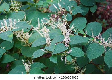 Sakhalin Knotweed Images Stock Photos Vectors Shutterstock