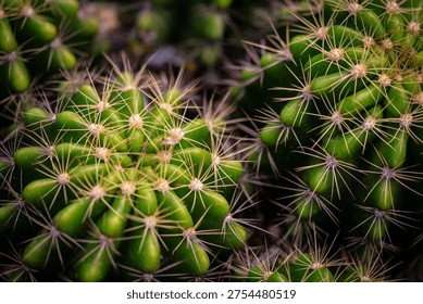 Macro Close-Up of Green Cactus with Sharp Spines