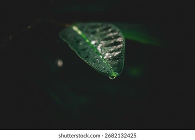 Macro closeup of a green leaf with a single water droplet forming at the tip, detailed texture and natural freshness on dark background, symbol of purity and nature