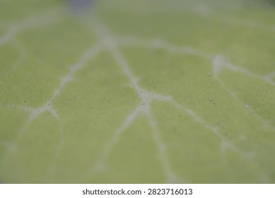 Macro close-up of a green leaf surface showing intricate vein networks and tiny hairs.