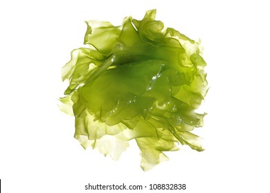 Macro Closeup Of Green Marine Algae Isolated On White