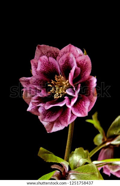 macro closeup of green red pink purple flower and\
bud with leaves of Helleborus niger, called Christmas rose or black\
hellebore, plant is one of the first to bloom in winter isolated on\
black