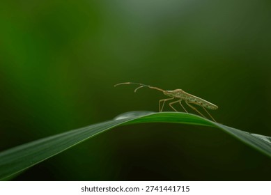 Macro close-up of a green shield bug walking along a curved leaf with soft natural light and smooth bokeh background, highlighting delicate details and minimalist composition.