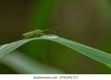 Macro close-up of a green shield bug walking along a curved leaf with soft natural light and smooth bokeh background, highlighting delicate details and minimalist composition.