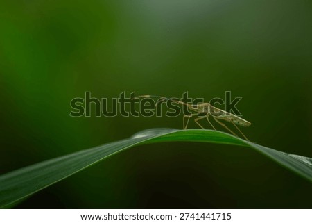Macro close-up of a green shield bug walking along a curved leaf with soft natural light and smooth bokeh background, highlighting delicate details and minimalist composition.