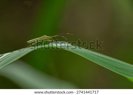 Macro close-up of a green shield bug walking along a curved leaf with soft natural light and smooth bokeh background, highlighting delicate details and minimalist composition.