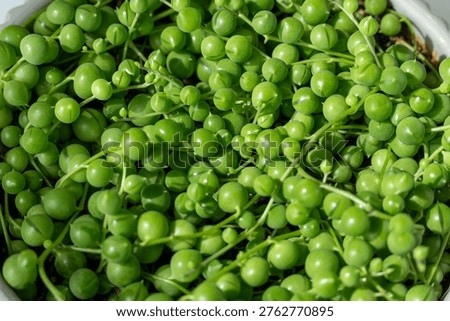Macro close-up of green string of pearls succulent plant, natural texture and vibrant foliage, indoor gardening concept