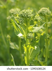 Macro: Close-up Of Green Weeds In The Sunshine, Provo, UT (May 4, 2019)